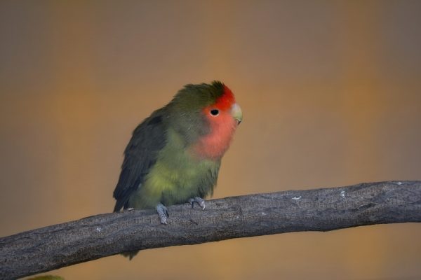 OpenAI代码写作器：为什么它是一个革命性的工具