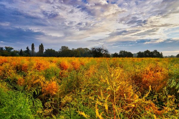 开放式人工智能故事作家如何提高故事的表达能力